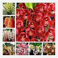 100pcs Cymbidium Orchid Rare Cymbidium Seeds Bonsai Plants Flower Seeds 22 Colours To Choose Plant For Home Garden Wish Flower Seeds Bonsai Plants Planting Flowers From Seeds