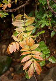 Image result for Lecaniodiscus