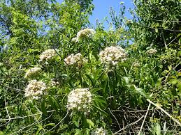 Image result for Volkameria glabra