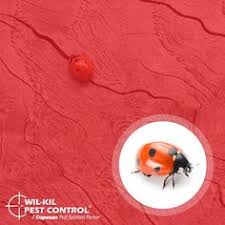 Our appleton pest control and elimination services come with a target response time of less than 2 hours* and we only charge from the time of arrival. Wil Kil Pest Control Takingcareofbuzzness Profile Pinterest