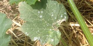 Squash and zucchini plants can naturally have white markings on their leaves. Powdery Mildew A Classic Courgette Illness