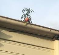 My work has a tomato vine growing in the roof gutter : r ...