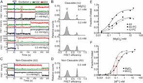 Wizard of oz twister from inside the house 360°. Light Controlled Twister Ribozyme With Single Molecule Detection Resolves Rna Function In Time And Space Pnas
