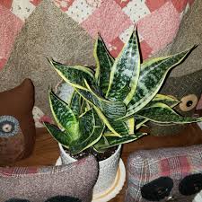 Image result for Vahadenia laurentii