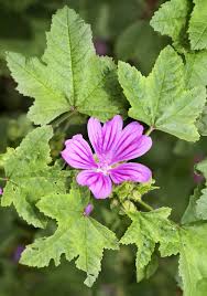 Plantes Sauvages Comestibles 12 Plantes A Cuisiner Plantes Sauvages Comestibles Plantes Sauvages Fleurs Comestibles