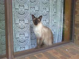 I am trying to calculate the tilted loss, which in turn will be used in keras. Leia The Siamese Cat And Her Head Tilt Toxoplasmosis Adelaidevet