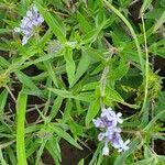 Image result for Pentanisia