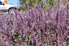 Image result for Platostoma