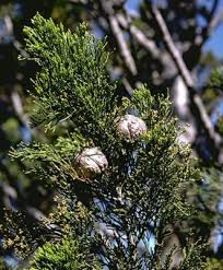 Image result for Callitris