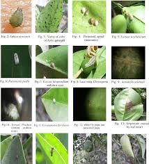 Cochinilla blanca de los citrus; Pdf Insects Attack Citrus Trees In Al Qalyubiyah Governorate Eygypt Semantic Scholar