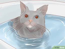 We did not find results for: How To Diagnose And Treat Stud Tail In Cats 14 Steps