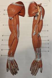 The deltoid consists three sets of fibers: Name The Muscles Of Arm And Leg Chegg Com