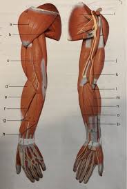 Striated just like cardiac muscle, these skeletal muscle fibers are very strong. Solved Name The Muscles Of Arm And Leg Chegg Com