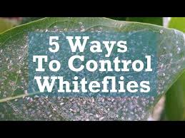 Sevin® insect killer concentrate kills more than 500 insect pests by contact and keeps protecting for up to three months.+ kill and control unwanted insects in ornamental and edible gardens, lawns and other areas around your home. 5 Ways To Control Whiteflies Youtube