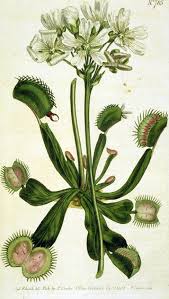 It catches its prey—chiefly insects and arachnids—with a trapping structure formed by the terminal portion of each of the plant's leaves, which is triggered by tiny hairs (called trigger hairs or sensitive hairs) on. Venus Flytrap Flower Guide Should I Cut Them Off Venus Flytrap World