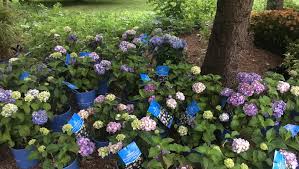 Leave a good network of canes intact so that the branches don't flop over under the weight of the flowers. Hoosier Gardener New Variety Of Hydrangea Handles Winter Better