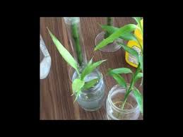 Soru, konu, kişi ve yazılarda aramak için yazmaya başla. Bambu Bakimi Sivi Besin Takviyesi Ihtiyaci Ne Kadardir Bambu Bambubakimi Youtube Bitki Bambu Dogal Saglik