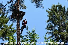 Protect the teddy by avoiding other animals in the forest. Mainau Island Adventure Forest