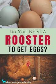 Do You Need A Rooster To Get Eggs Chicken Care Chickens On The Homestead Homesteading Raising Chickens Self Sufficienc Raising Chickens Goat Care Chickens