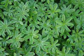 Image result for Alchemilla johnstonii