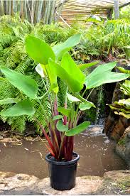 Image result for Thalia geniculata