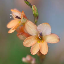 Image result for Tritonia moggii