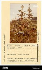 Image result for Aster milanjianus