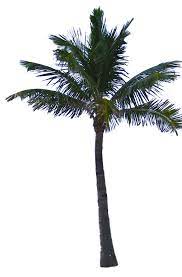 Palm Tree Tube Stock Png By Digitaltwist D30segu Png 1 082 1 650 Pixels