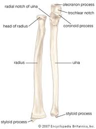 Human Skeleton Long Bones Of Arms And Legs Britannica