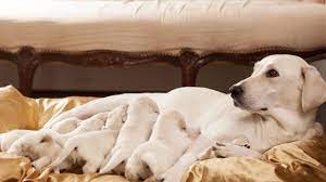 schwangere saugende hundinnen benotigen eine spezielle ernahrung damit sie und welpen optimal mit nahrstoffen versorgt werd hundeversicherung labrador hunde