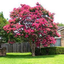 We did not find results for: Question Of The Week Number 2 July 6 2017 Neil Sperry S Gardens