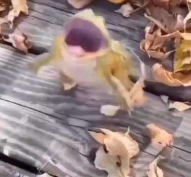 Rana Riendo Origen 🐸