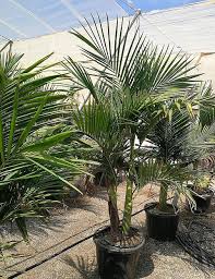 Image result for Archontophoenix cunninghamiana