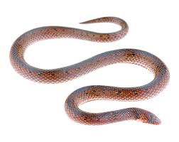 Image result for Atractus cerberus