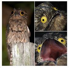 *kicks in door* who's ready for a 2019 meme compilation? Invest In This Shocked Bird Meme Template Memestockmarket