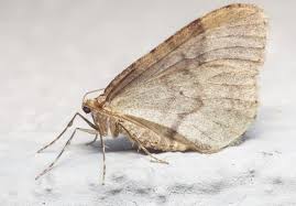 Image result for Operophtera brumata