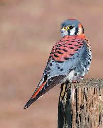 American Kestrel American Kestrel Kestrel Birds