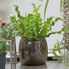 Nestfarn Gruner Blattschopf Furs Zimmer Farn Zimmerpflanze Zimmerpflanzen Pflanzen