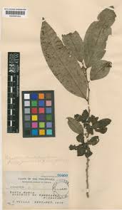 Image result for Huberantha