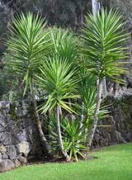 Afbeeldingsresultaat Voor Yucca Boom Voor Buiten Tuinplanten Boom Buiten
