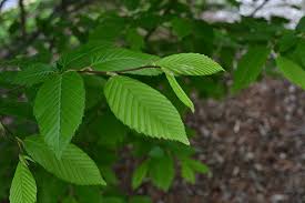 We are proud to offer our new and returning customers an extremely wide assortment. Carpinus Upright European Hornbeam 16 Pot Hello Hello Plants Garden Supplies
