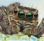 What Do Spiders Eat - Diet of Common House Spiders