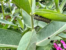 Image result for Hypoxis subspicata