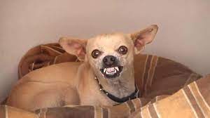 Welcome to funny pet videos, a channel dedicated to cute, fluffy cats and curious, rambunctious dogs. Angry Chihuahua Dog Funny Video Chihuahua Dogs Funny Chihuahua Funny Dog Videos