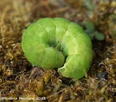 Black And Yellow Striped Caterpillar Identification Uk Angle Shades Caterpillar Moth Invertebrates