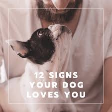 Has your pup ever brought you random household. 12 Signs Your Dog Loves You And How To Be The Person Your Dog Loves Pethelpful