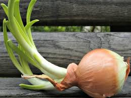 To create your own green onion plant simply put the leftover bulbs from any green onion in a glass with water. Growing Onions Indoors You Don T Need A Lot Of Space To Grow Onions