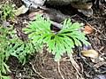 Image result for Selaginella vanderystii