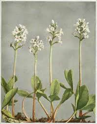 Image result for Menyanthaceae