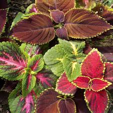 Image result for Coleus maculosus